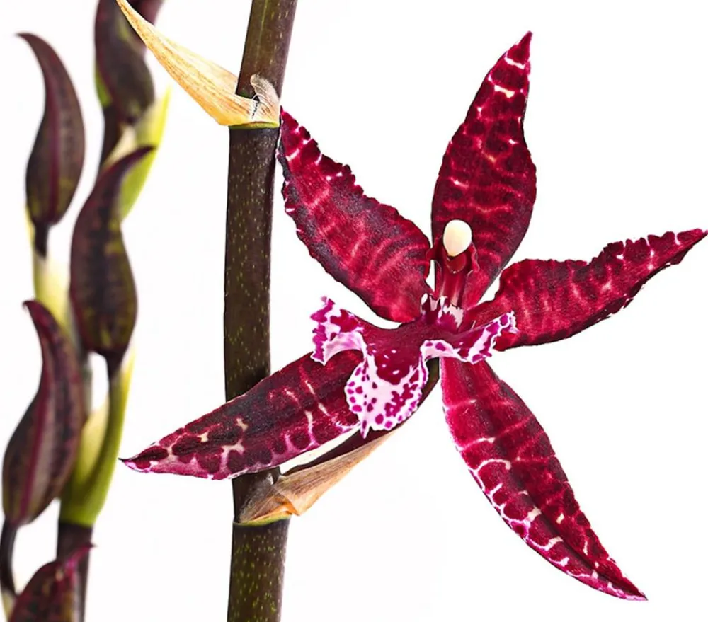 Dehner Orchideen > Tiger-Orchidee - Colmanara cultivars 'Massai'