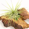 Dehner Tillandsien|Terrarium Zubehör > Tillandsien-Arrangement auf Mopani-Wurzel - Tillandsia Hybride, 2-teilig