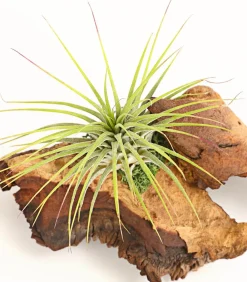 Dehner Tillandsien|Terrarium Zubehör > Tillandsien-Arrangement auf Mopani-Wurzel - Tillandsia Hybride, 2-teilig