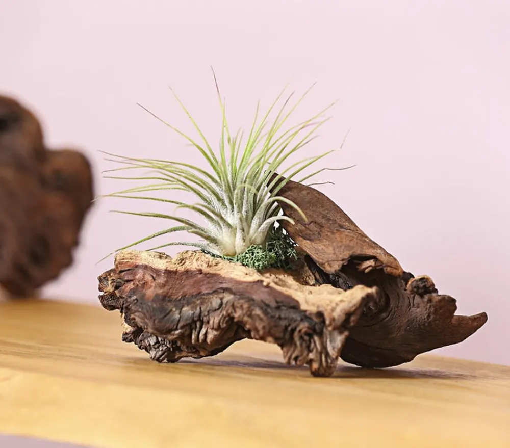Dehner Tillandsien|Terrarium Zubehör > Tillandsien-Arrangement auf Mopani-Wurzel - Tillandsia Hybride, 2-teilig