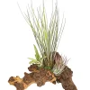 Dehner Tillandsien-Arrangement auf Mopani-Wurzel - Tillandsia Hybride, 3-teilig New