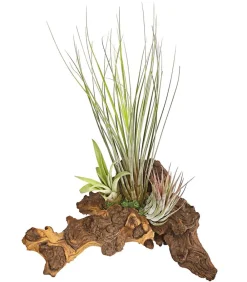 Dehner Tillandsien-Arrangement auf Mopani-Wurzel - Tillandsia Hybride, 3-teilig New