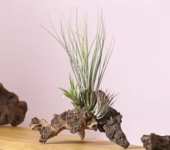 Dehner Tillandsien-Arrangement auf Mopani-Wurzel - Tillandsia Hybride, 3-teilig New