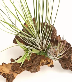 Dehner Tillandsien-Arrangement auf Mopani-Wurzel - Tillandsia Hybride, 3-teilig New