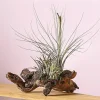 Dehner Tillandsien|Terrarium Zubehör - Tillandsien-Arrangement auf Wurzelbaum - Tillandsia Hybride, 3-teilig