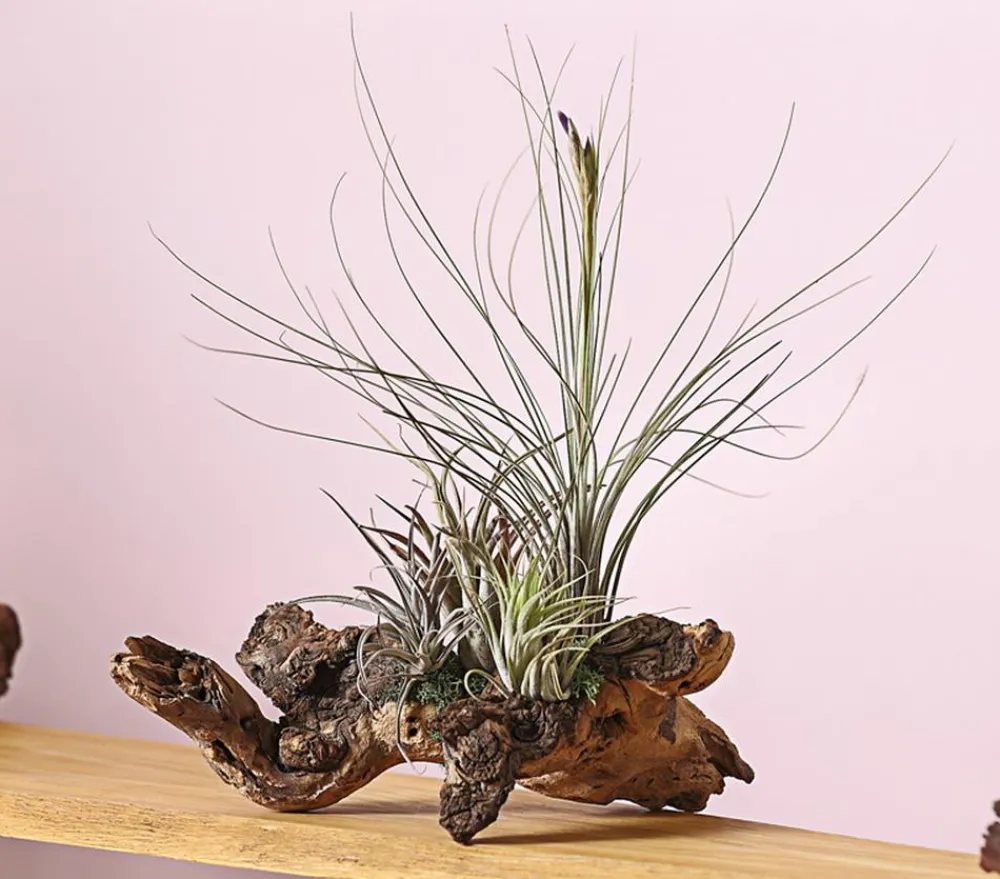 Dehner Tillandsien|Terrarium Zubehör - Tillandsien-Arrangement auf Wurzelbaum - Tillandsia Hybride, 3-teilig
