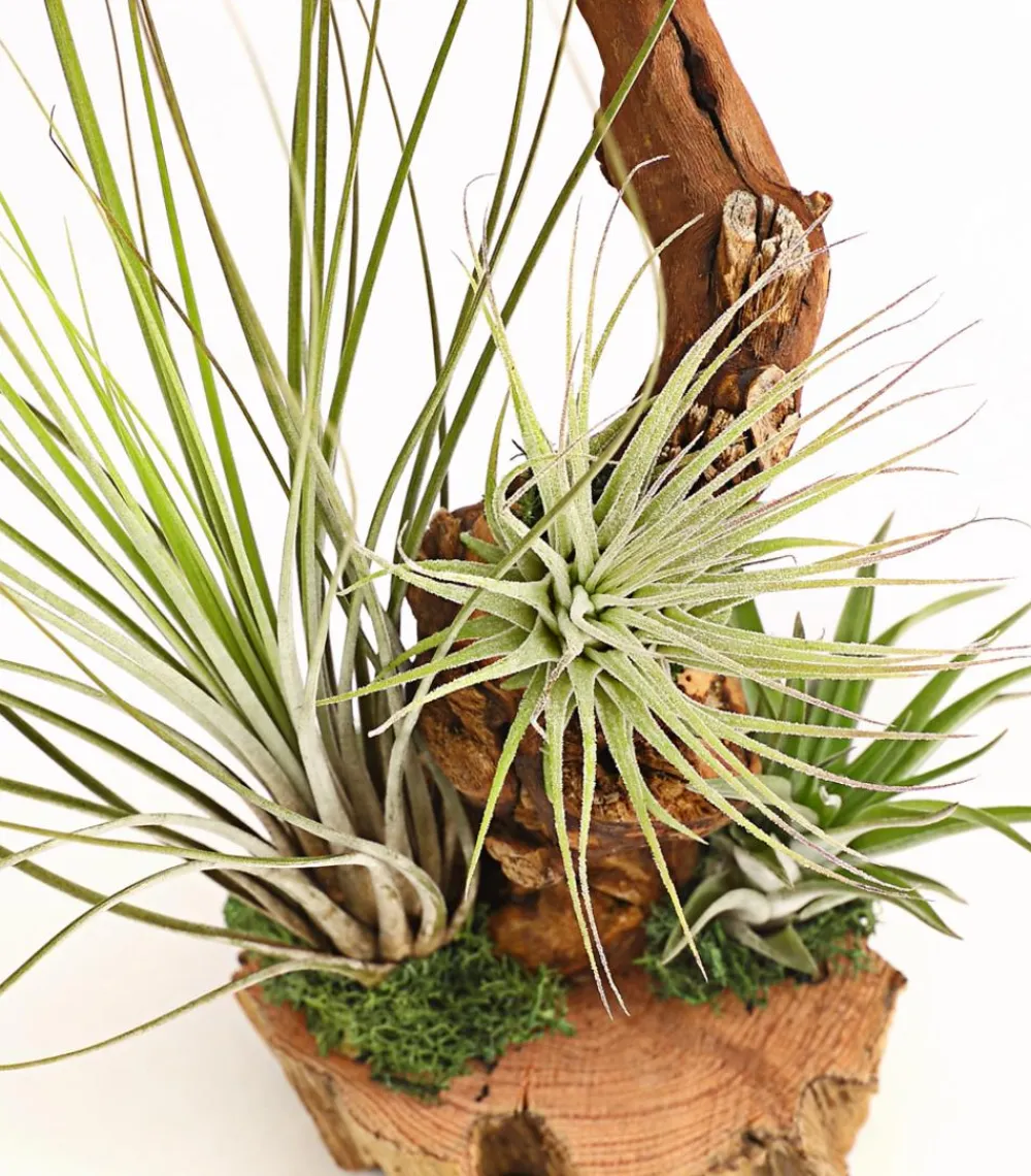 Dehner Tillandsien|Terrarium Zubehör - Tillandsien-Arrangement auf Wurzelbaum - Tillandsia Hybride, 3-teilig