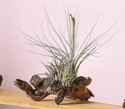 Dehner Tillandsien|Terrarium Zubehör - Tillandsien-Arrangement auf Mopanie-Wurzel - Tillandsia Hybride, 5-teilig