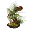Tillandsien > Tillandsien-Arrangement auf Wurzelbaum - Tillandsia Hybride, 5-teilig