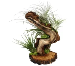 Tillandsien > Tillandsien-Arrangement auf Wurzelbaum - Tillandsia Hybride, 5-teilig