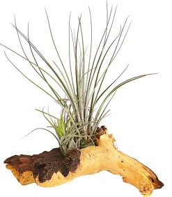 Dehner Tillandsien|Terrarium Zubehör - Tillandsien-Arrangement auf Mopani-Wurzel - Tillandsia Hybride, 2-teilig