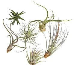 Dehner Tillandsien|Terrarium Zubehör - Tillandsien - Tillandsia Hybride, verschiedene Sorten, 6-teilig