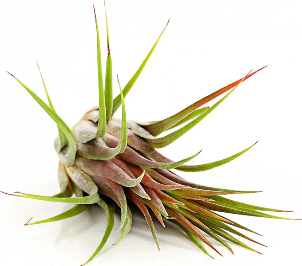 Dehner Tillandsie - Tillandsia cultivars groß, verschiedene Sorten