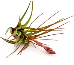 Dehner Tillandsie - Tillandsia cultivars groß, verschiedene Sorten