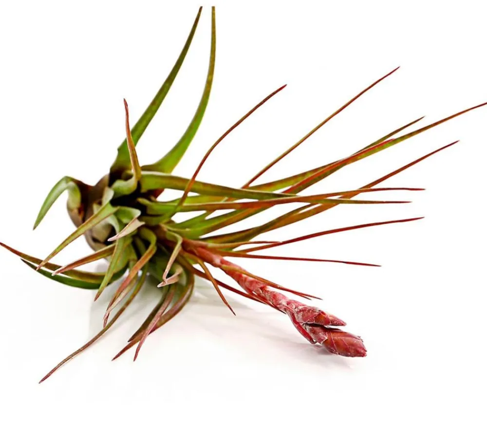 Dehner Tillandsie - Tillandsia cultivars groß, verschiedene Sorten