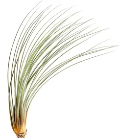 Dehner Tillandsie - Tillandsia cultivars groß, verschiedene Sorten