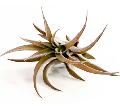 Dehner Tillandsie - Tillandsia cultivars groß, verschiedene Sorten
