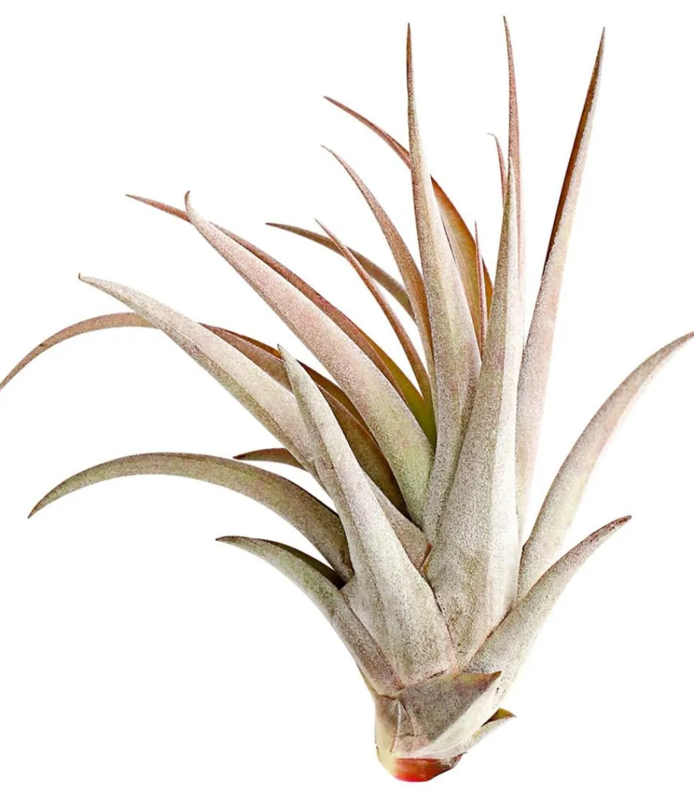 Dehner Tillandsie - Tillandsia cultivars groß, verschiedene Sorten