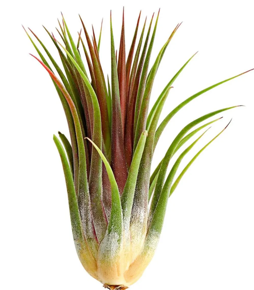 Dehner Tillandsie - Tillandsia cultivars groß, verschiedene Sorten