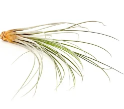 Dehner Tillandsie - Tillandsia cultivars groß, verschiedene Sorten