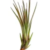 Dehner Tillandsien - Tillandsie - Tillandsia cultivars klein, verschiedene Sorten
