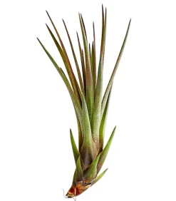 Dehner Tillandsien - Tillandsie - Tillandsia cultivars klein, verschiedene Sorten