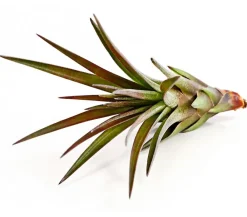 Dehner Tillandsien - Tillandsie - Tillandsia cultivars klein, verschiedene Sorten