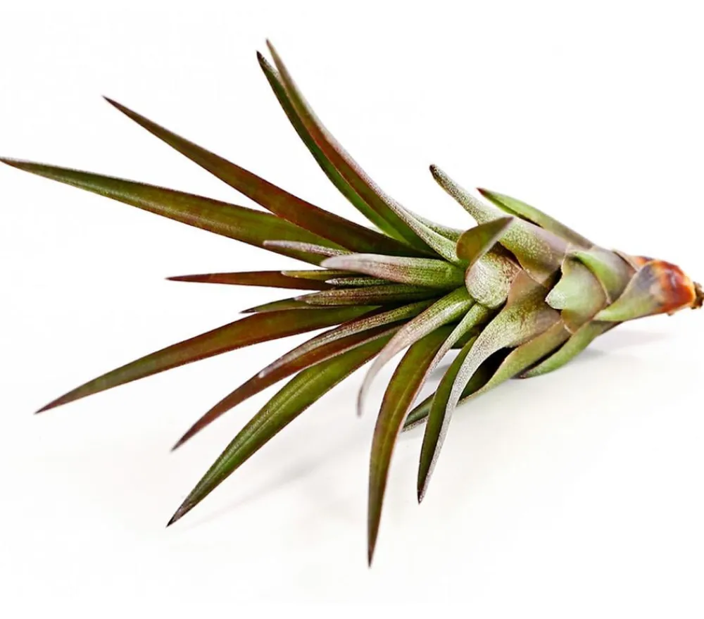 Dehner Tillandsien - Tillandsie - Tillandsia cultivars klein, verschiedene Sorten