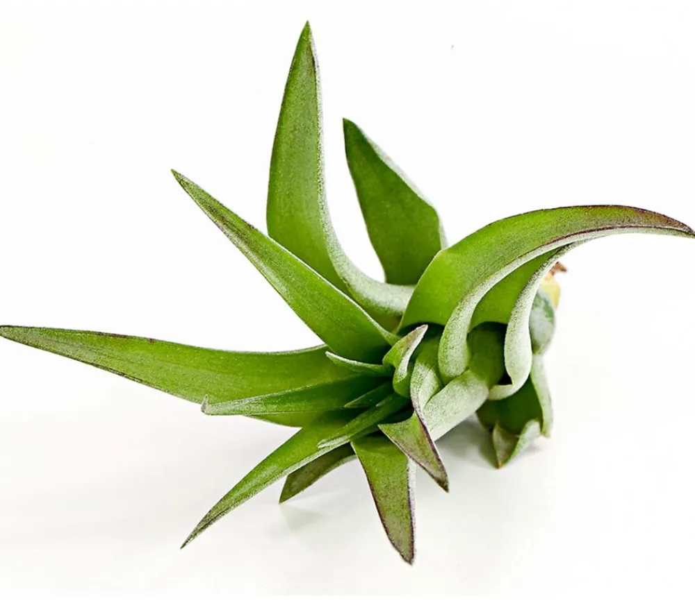 Dehner Tillandsien - Tillandsie - Tillandsia cultivars klein, verschiedene Sorten