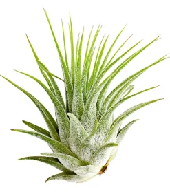 Dehner Tillandsien - Tillandsie - Tillandsia cultivars klein, verschiedene Sorten