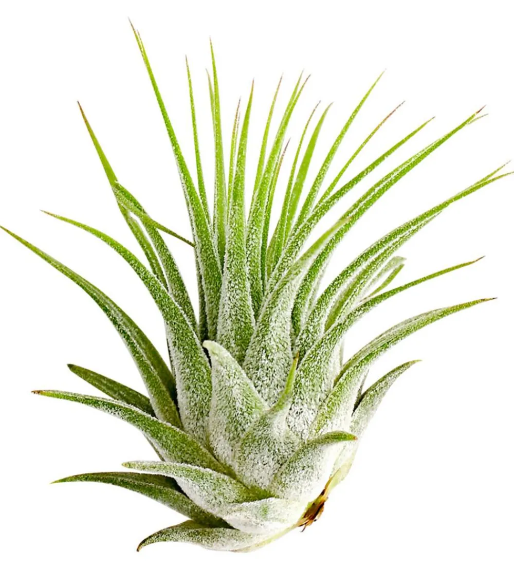 Dehner Tillandsien - Tillandsie - Tillandsia cultivars klein, verschiedene Sorten