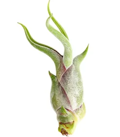 Dehner Tillandsien - Tillandsie - Tillandsia cultivars klein, verschiedene Sorten