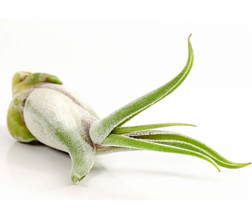 Dehner Tillandsien - Tillandsie - Tillandsia cultivars klein, verschiedene Sorten