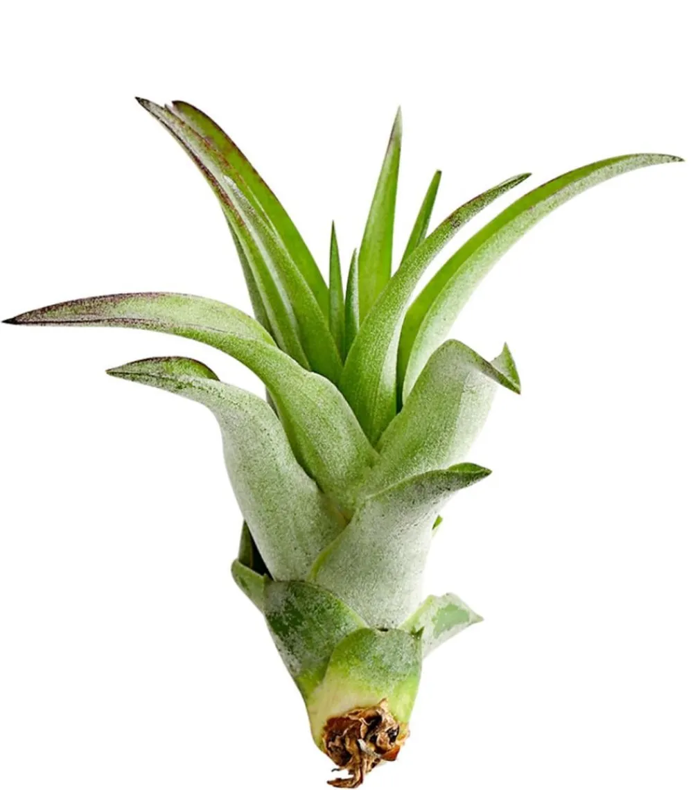 Dehner Tillandsien - Tillandsie - Tillandsia cultivars klein, verschiedene Sorten