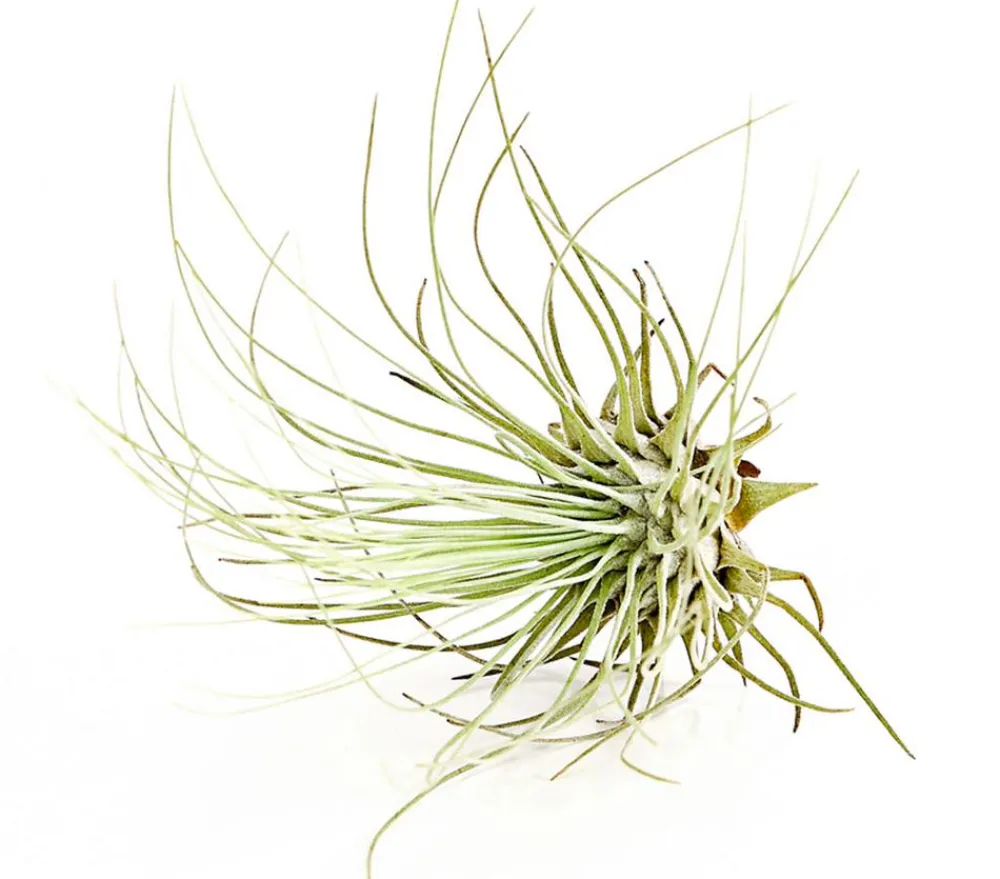 Dehner Tillandsien - Tillandsie - Tillandsia cultivars klein, verschiedene Sorten