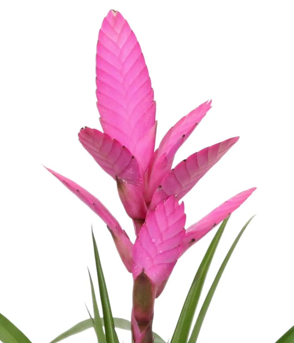 Dehner Bromelien|Zimmerpflanzen-Sets > Tillandsie - Tillandsia cyanea 'Antonio', in Keramik
