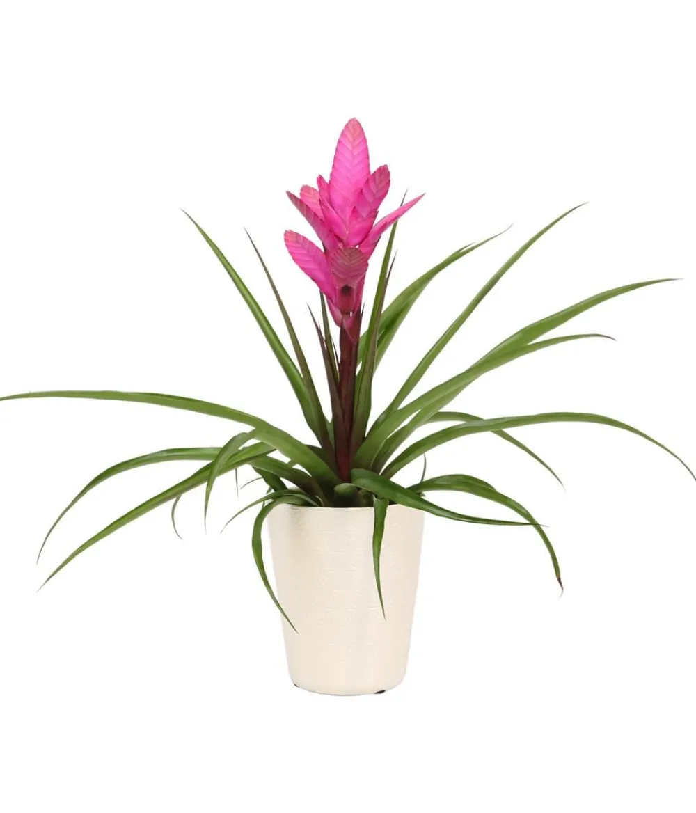 Dehner Bromelien|Zimmerpflanzen-Sets > Tillandsie - Tillandsia cyanea 'Antonio', in Keramik