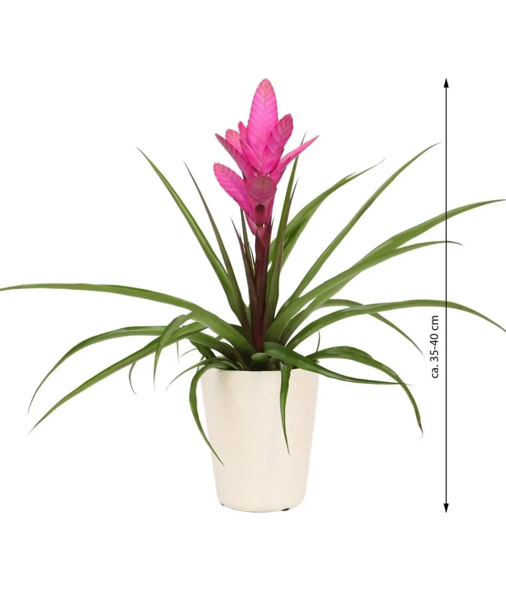 Dehner Bromelien|Zimmerpflanzen-Sets > Tillandsie - Tillandsia cyanea 'Antonio', in Keramik