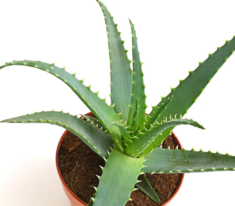 Dehner Tintenfisch-Aloe - Aloe arborescens Grün Best