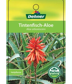 Dehner Tintenfisch-Aloe - Aloe arborescens Grün Best