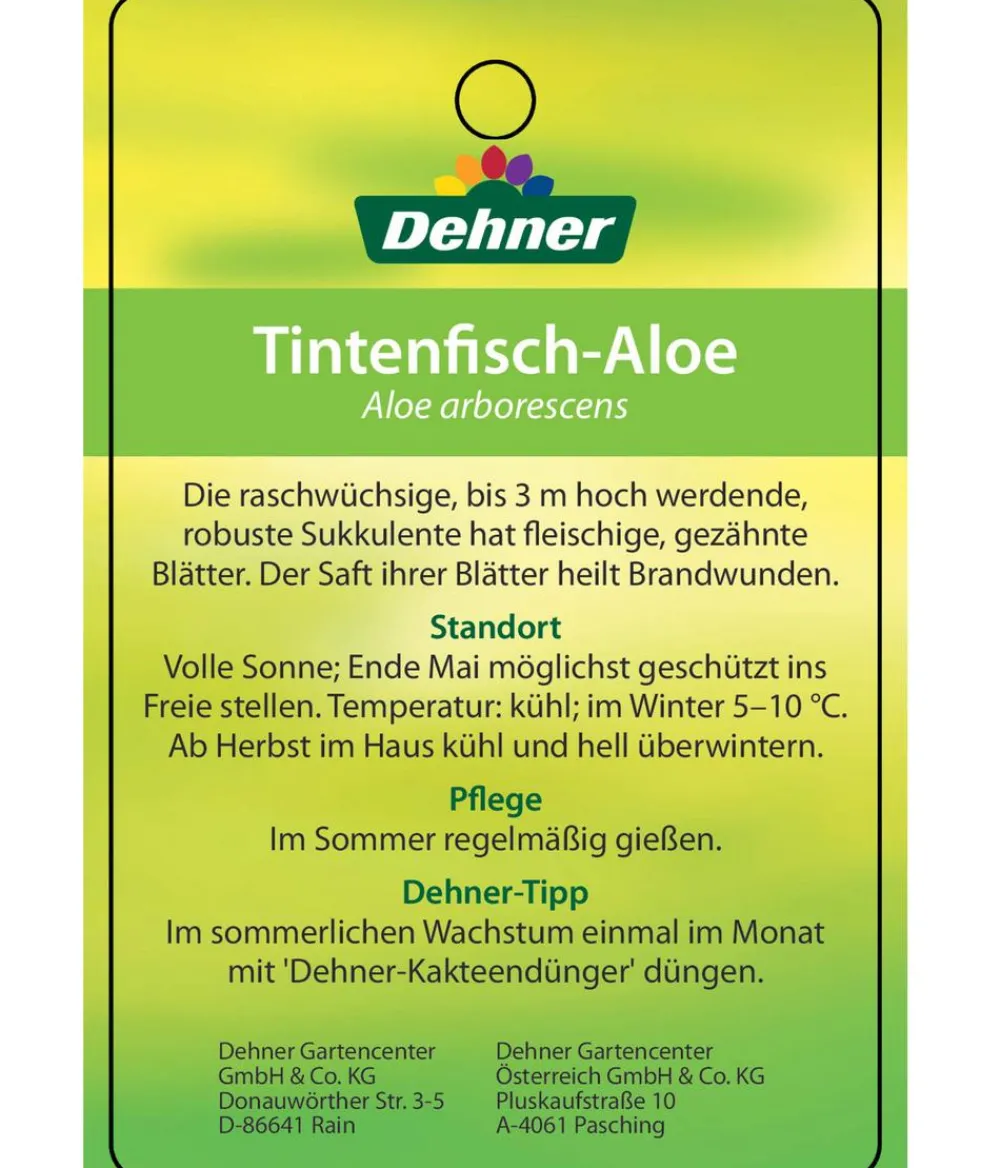 Dehner Tintenfisch-Aloe - Aloe arborescens Grün Best