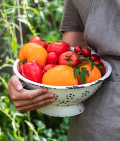 Dehner Auberginen- & Tomatenpflanzen > Tomate 'Garance'