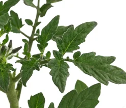 Dehner Auberginen- & Tomatenpflanzen - Tomate 'Harzfeuer' Rot