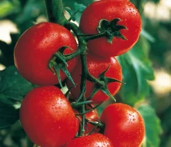 Dehner Auberginen- & Tomatenpflanzen - Tomate 'Harzfeuer' Rot