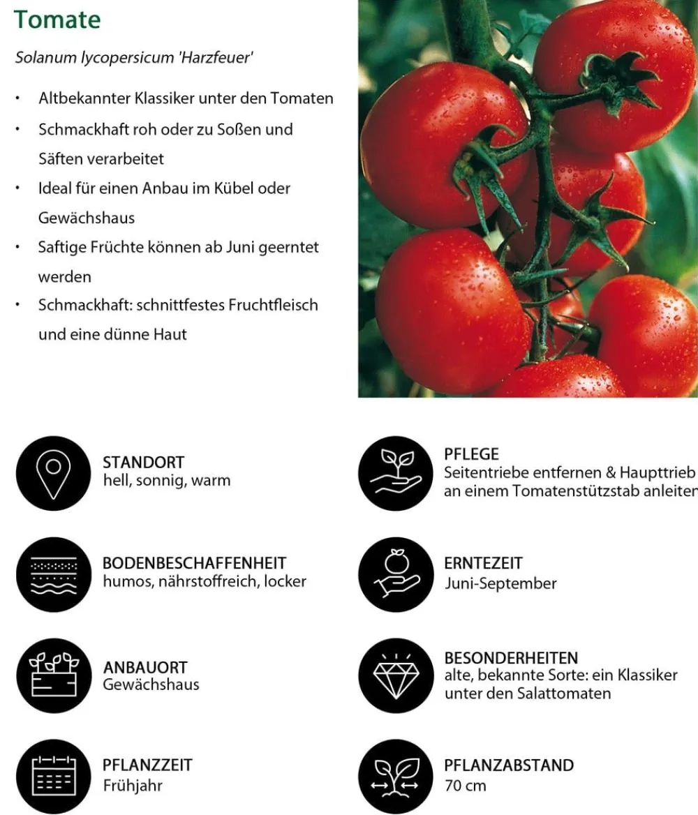 Dehner Auberginen- & Tomatenpflanzen - Tomate 'Harzfeuer' Rot
