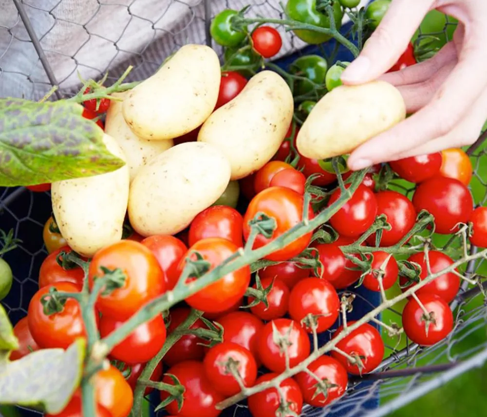 Dehner Auberginen- & Tomatenpflanzen|Gartengemüse - TomTato® Tomatenkartoffel Rot