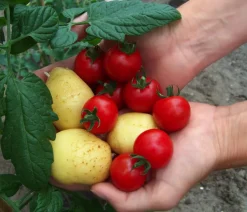 Dehner Auberginen- & Tomatenpflanzen|Gartengemüse - TomTato® Tomatenkartoffel Rot