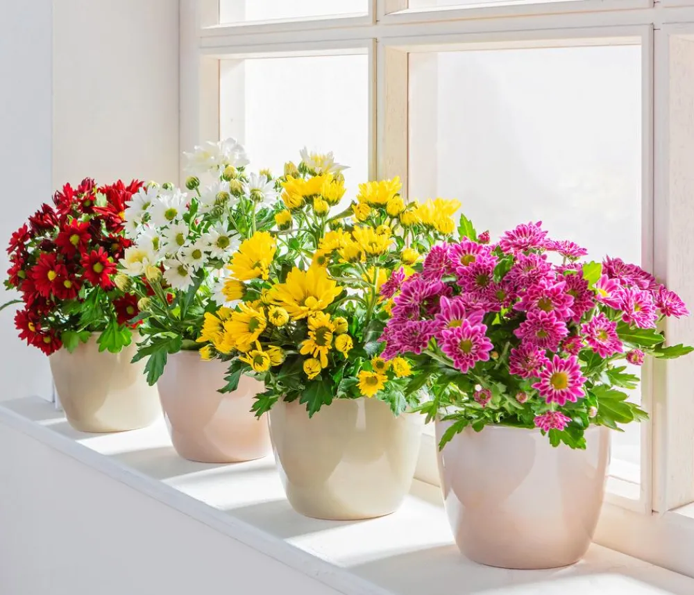 Dehner Topf-Chrysantheme, verschiedene Farben Best