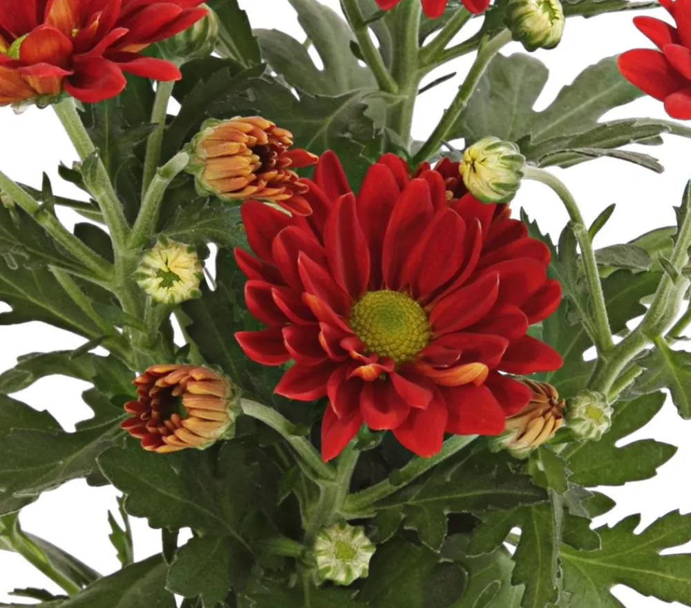 Dehner Topf-Chrysantheme, verschiedene Farben Best