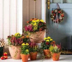 Dehner Topf-Chrysantheme, verschiedene Farben Best